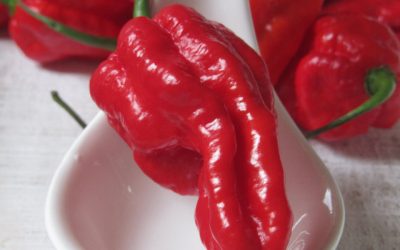 Capsaicin – der Stoff aus dem Chiliträume sind!